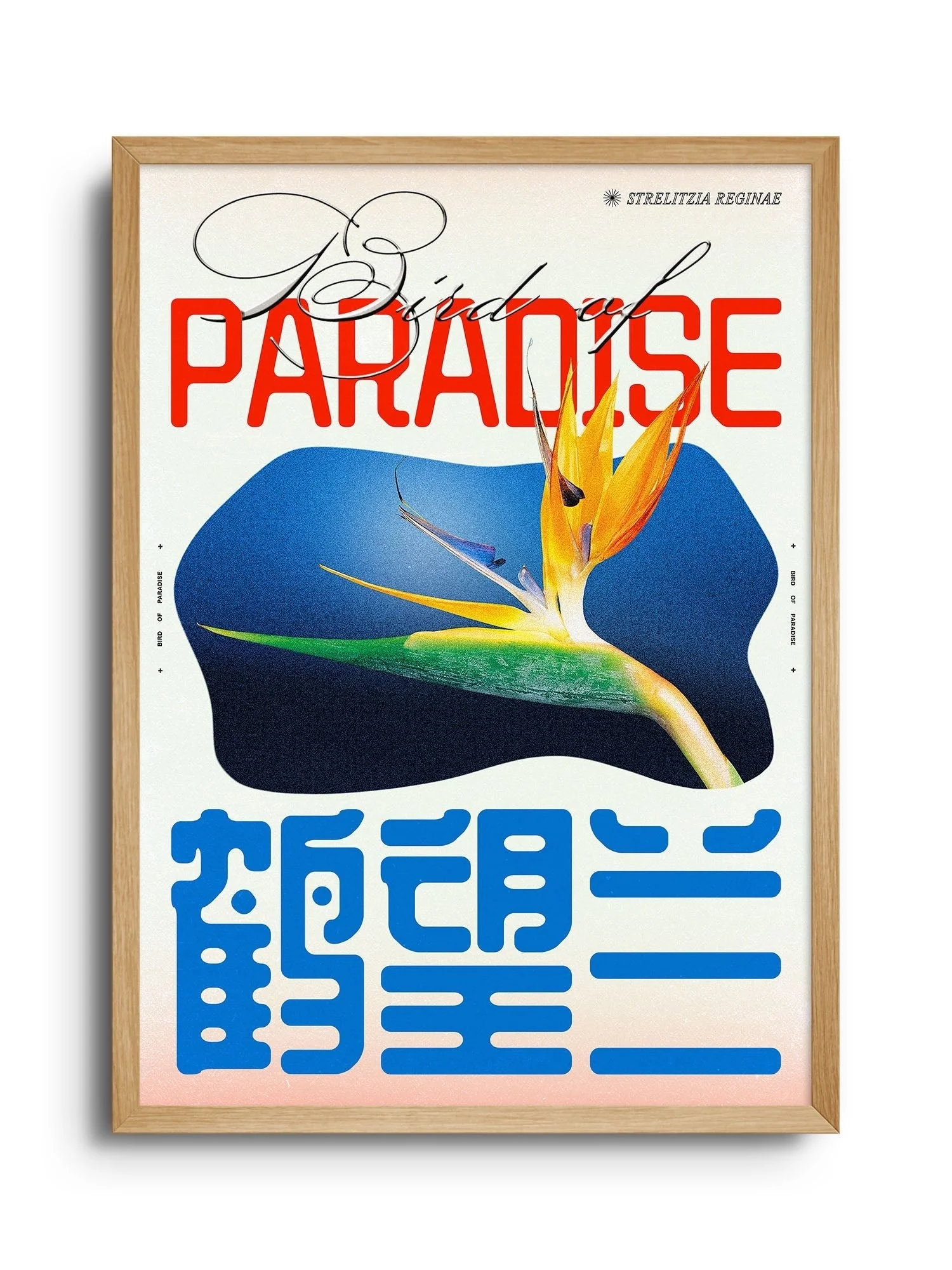 Bird of Paradise - Epi.to.me - Image 3