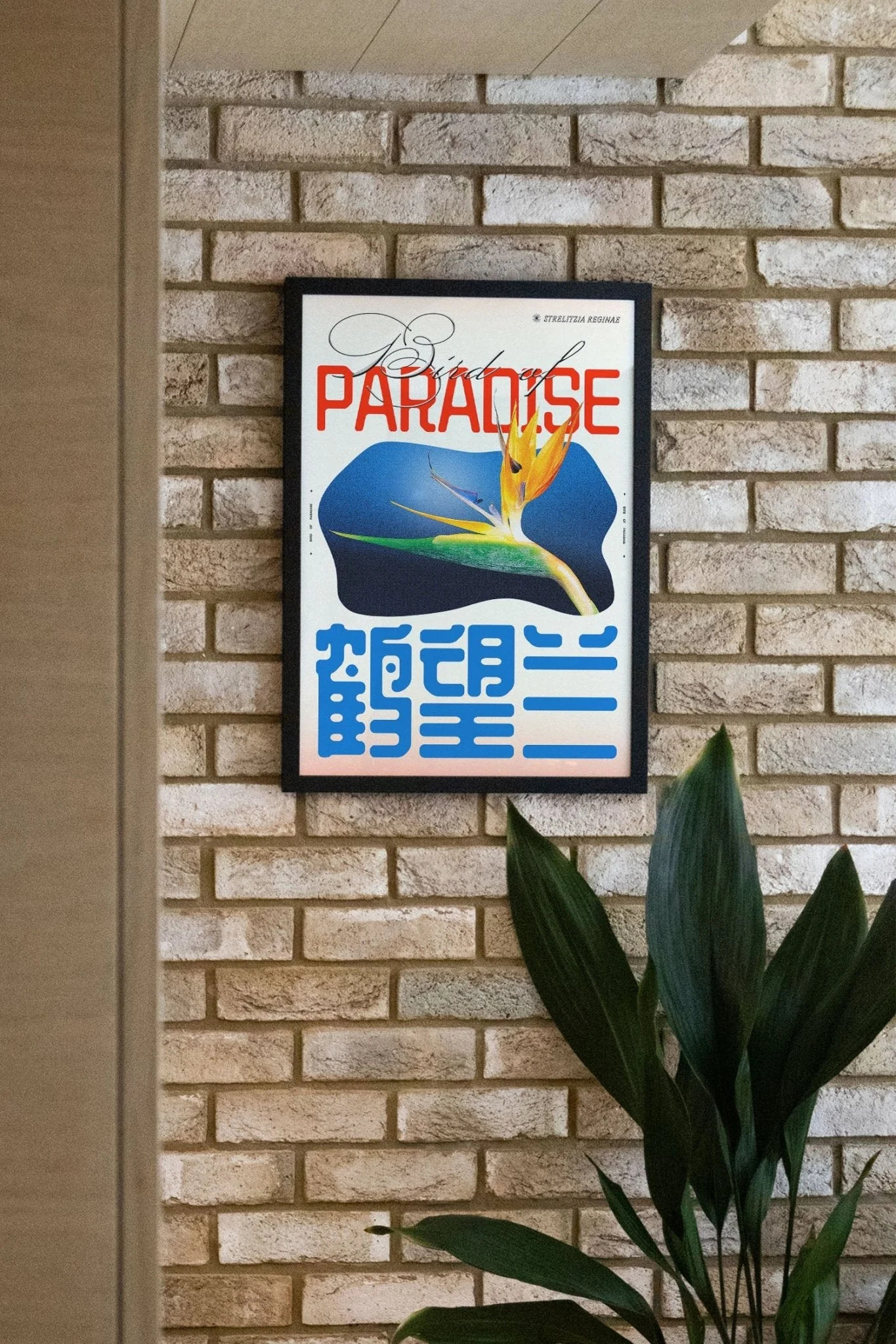 Bird of Paradise - Epi.to.me - Image 5