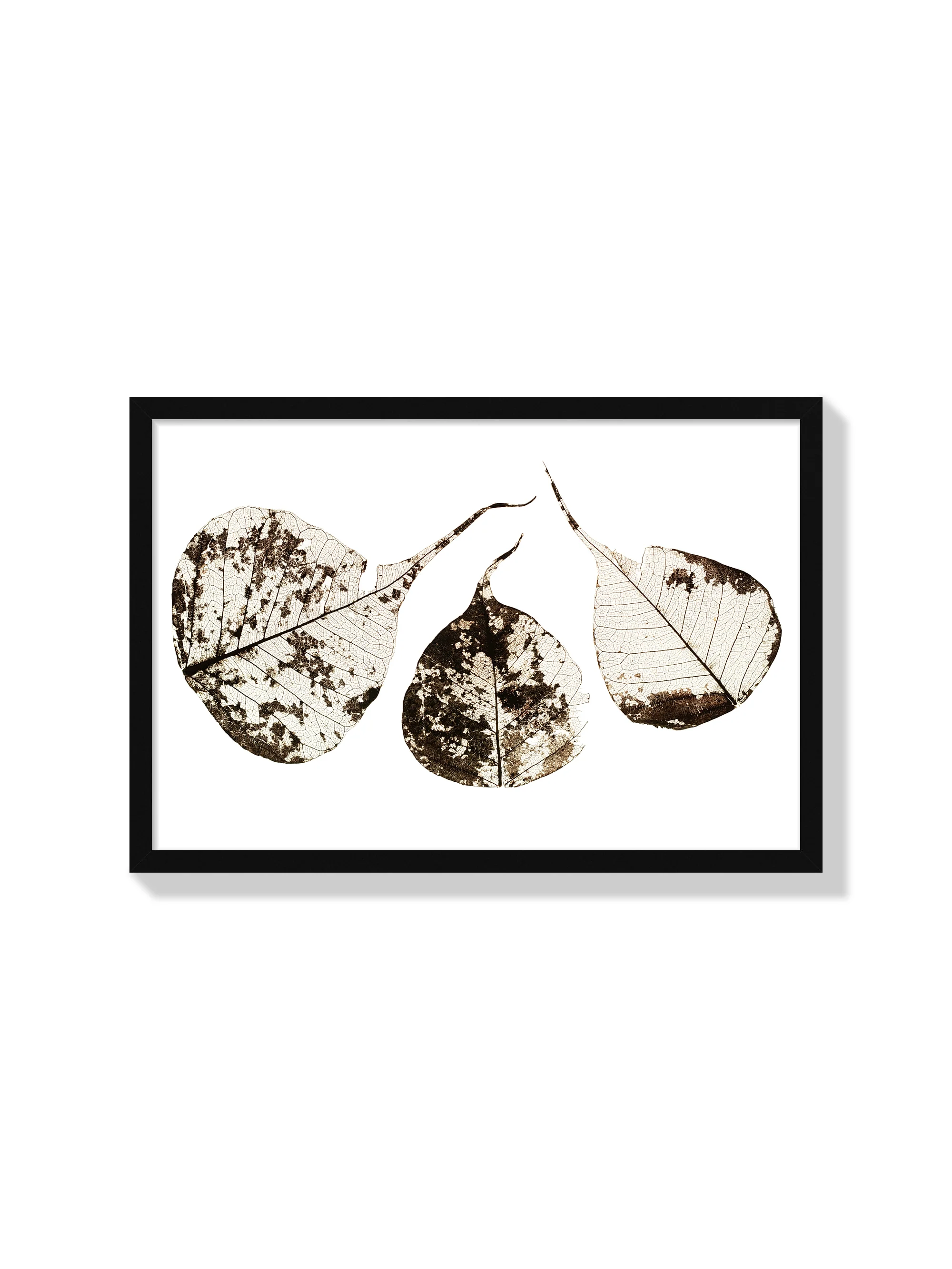 Fallen Leaves #1 - Tal Paz-Fridman