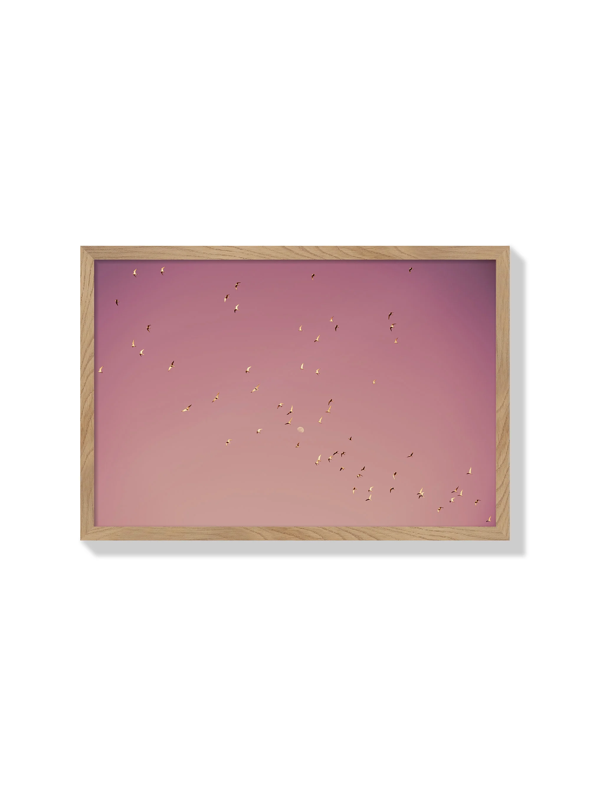 Gulf of Eilat #2 - Tal Paz-Fridman - Image 3