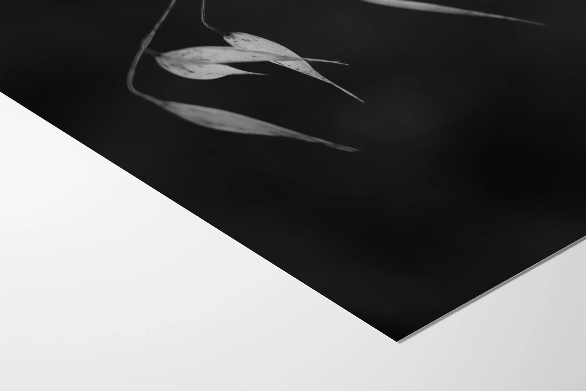In light of current events II - Tal Paz-Fridman - Image 4