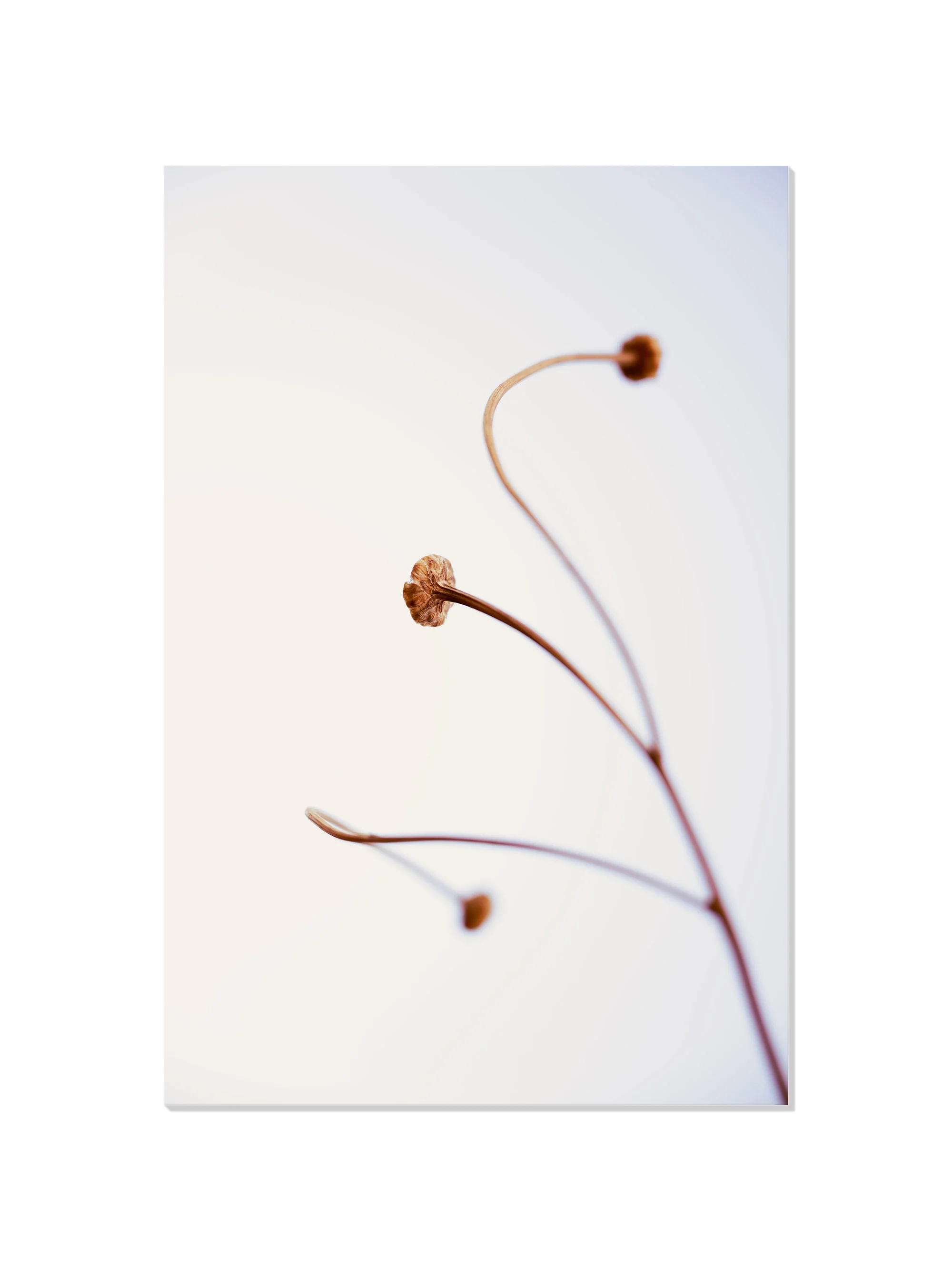 In light of current events VIII - Tal Paz-Fridman - Image 6