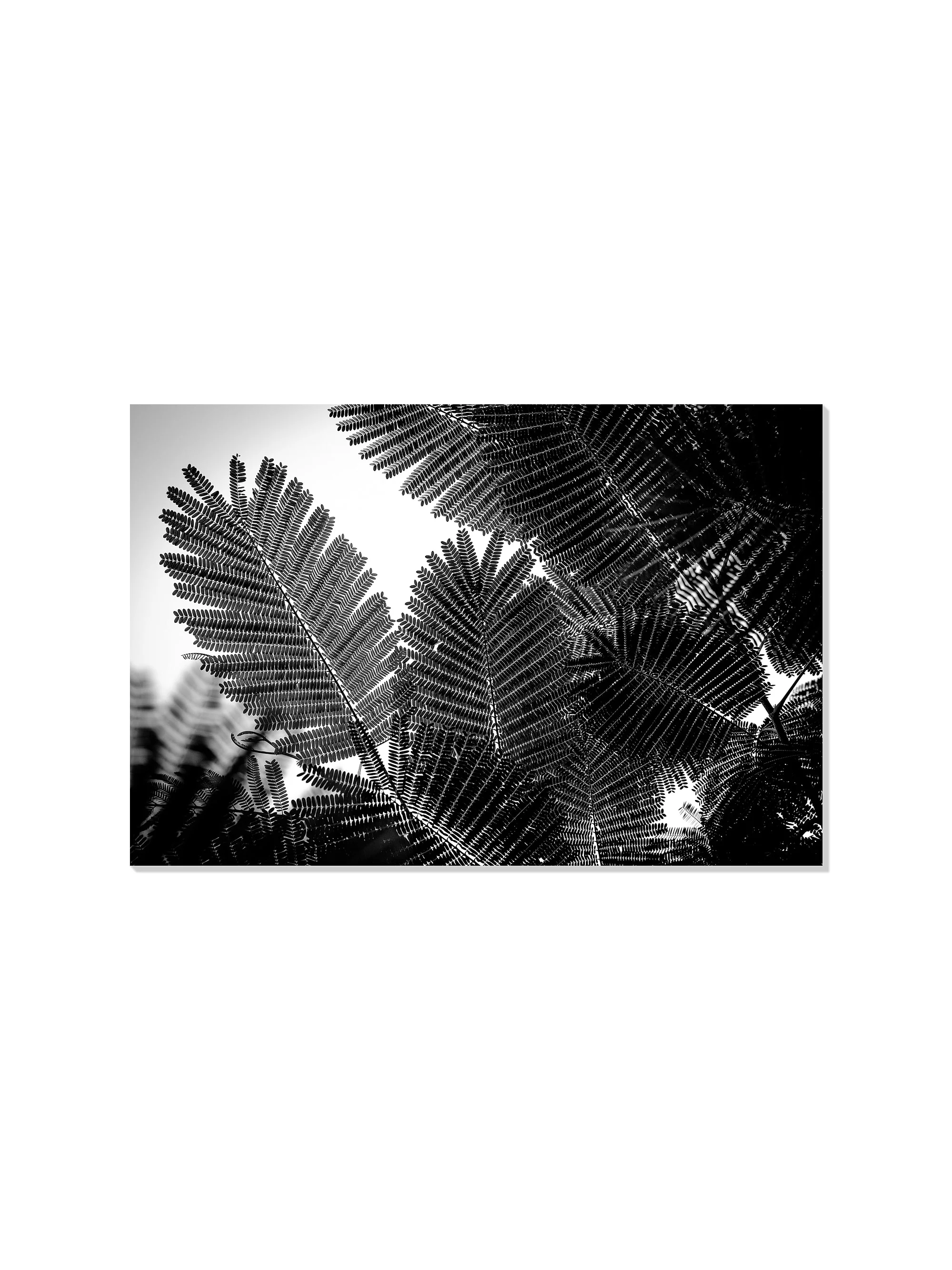 Natural Geometries I - Tal Paz-Fridman - Image 6