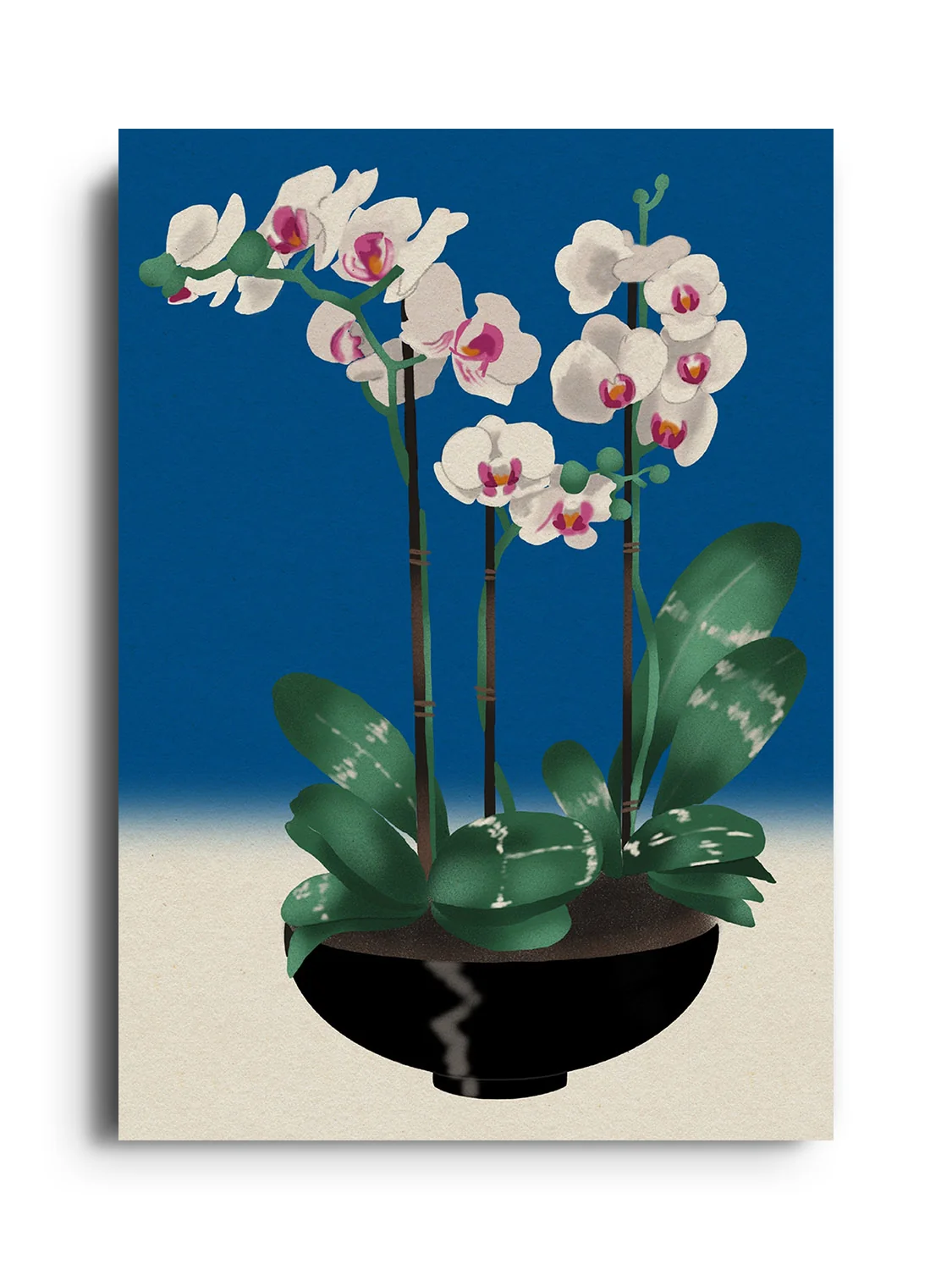 Orchid - Bel Mehta - Image 7