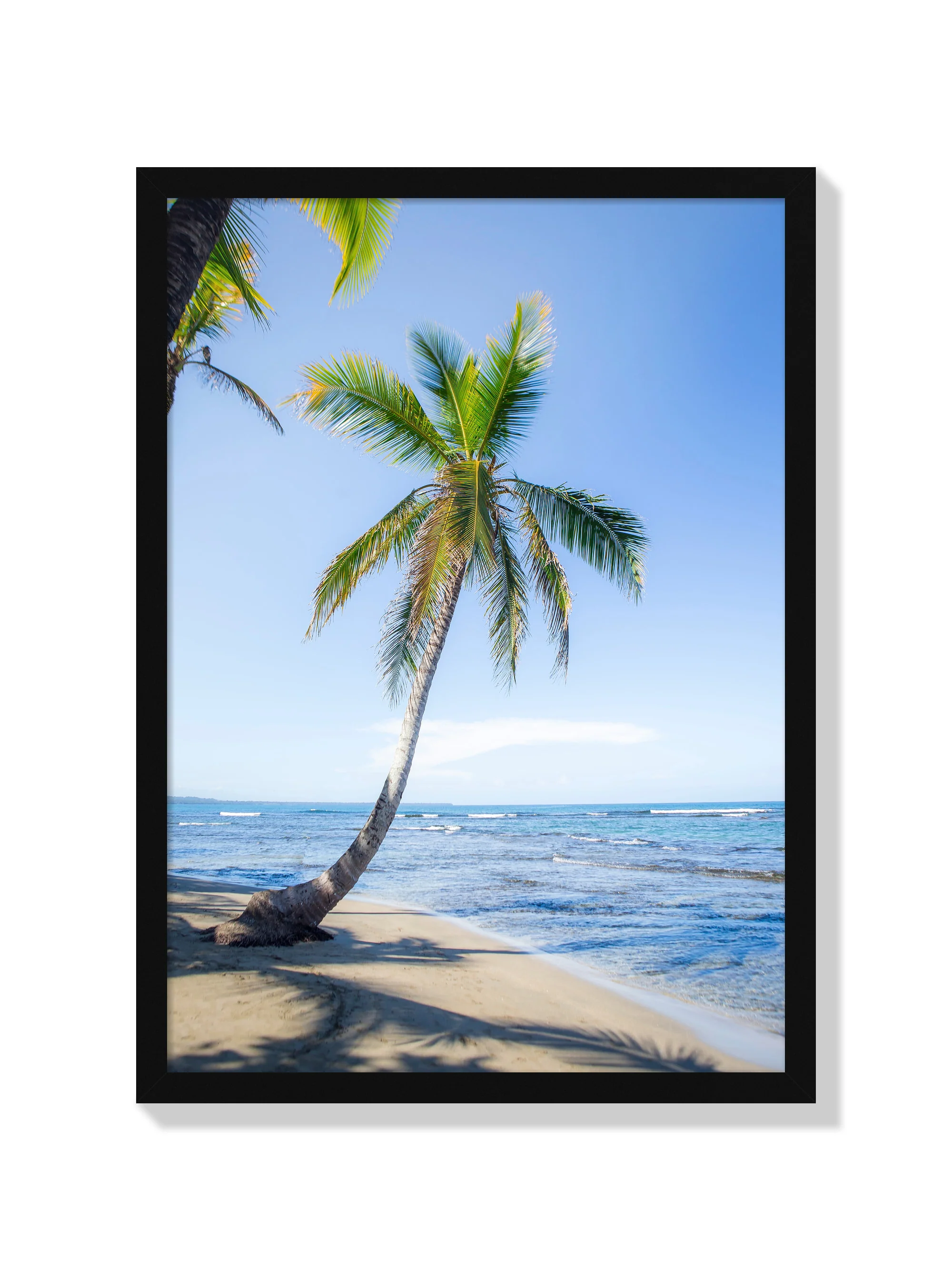 Panama Palm - Michael Green