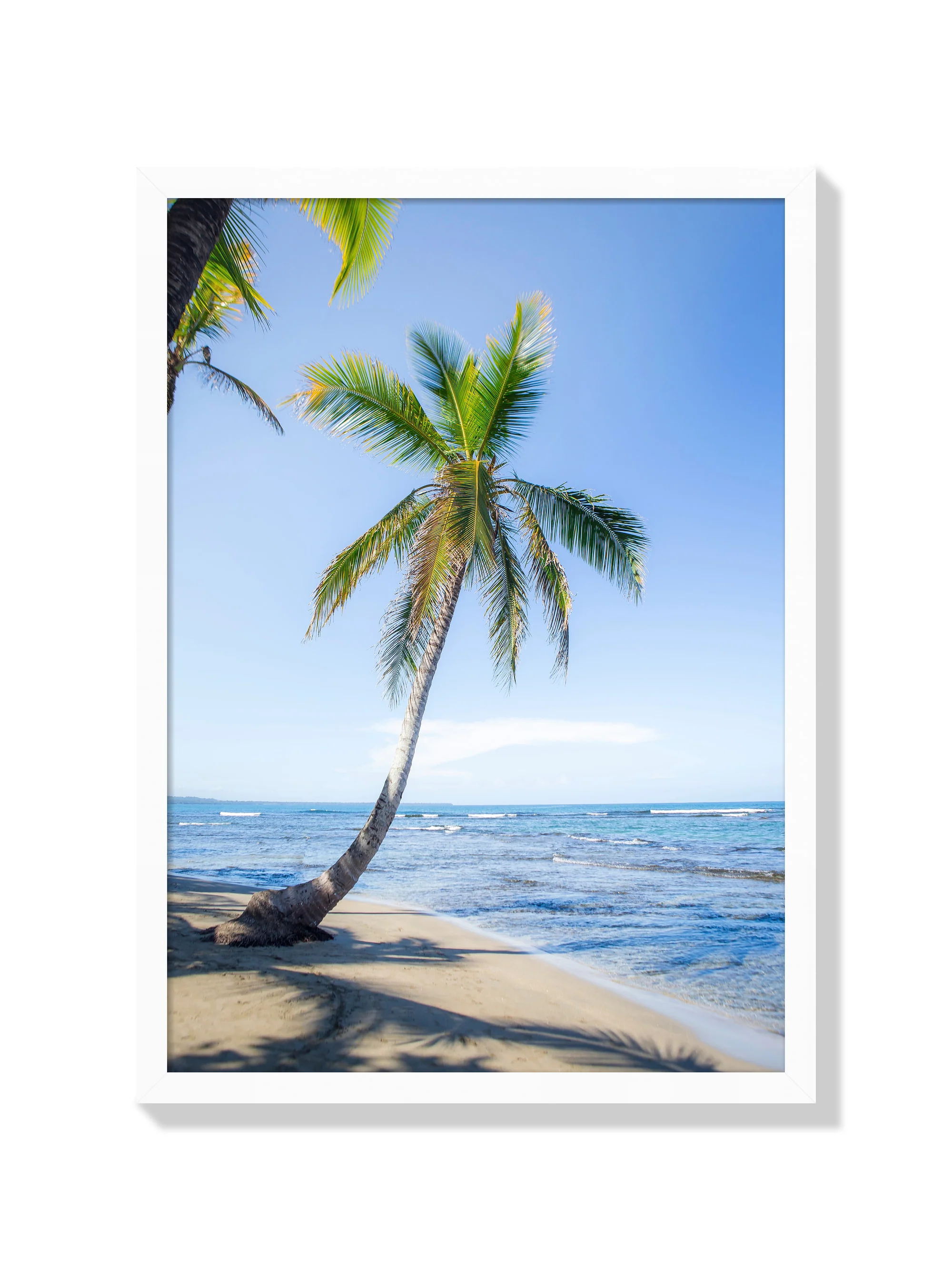 Panama Palm - Michael Green - Image 2