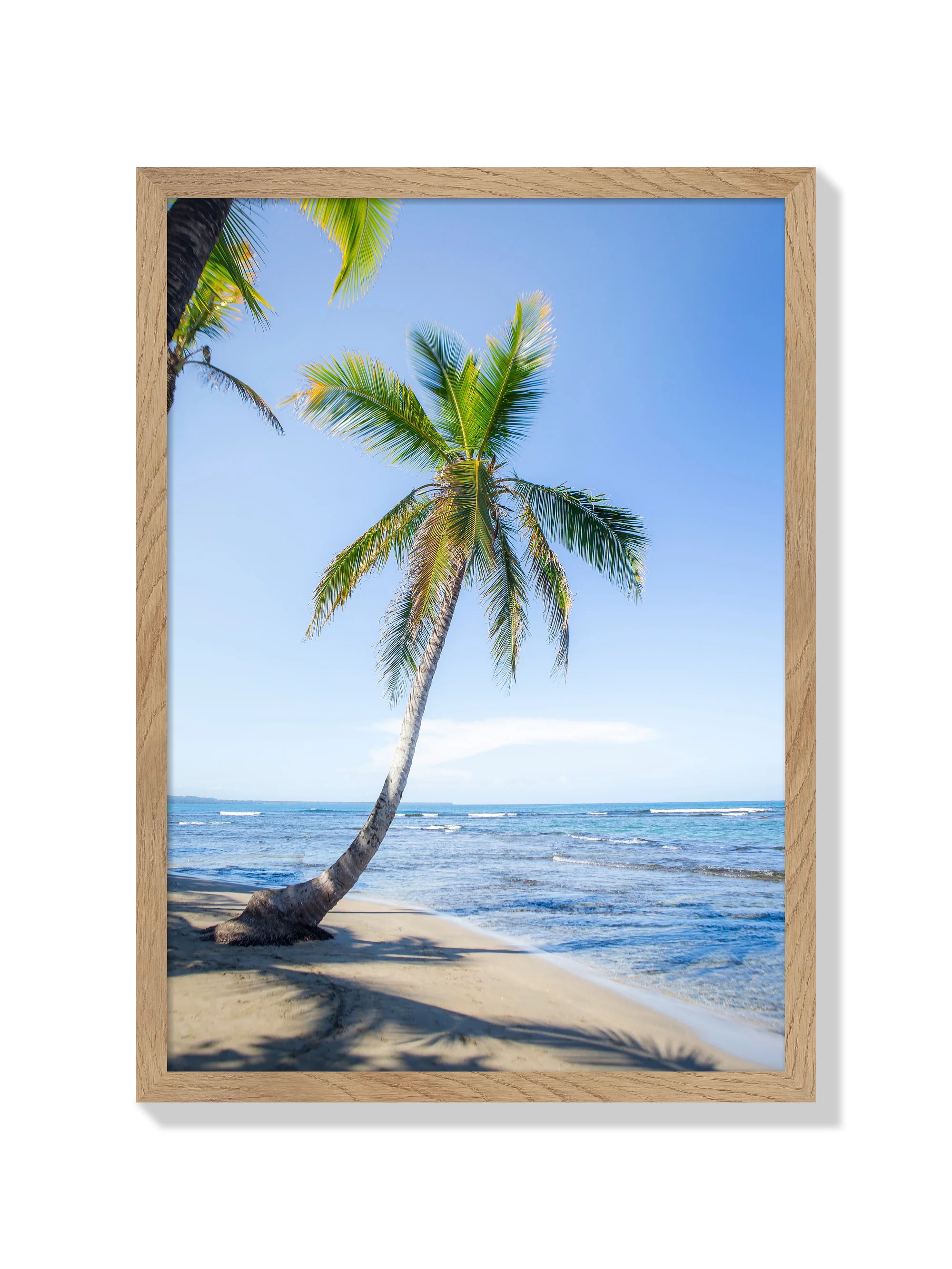 Panama Palm - Michael Green - Image 3