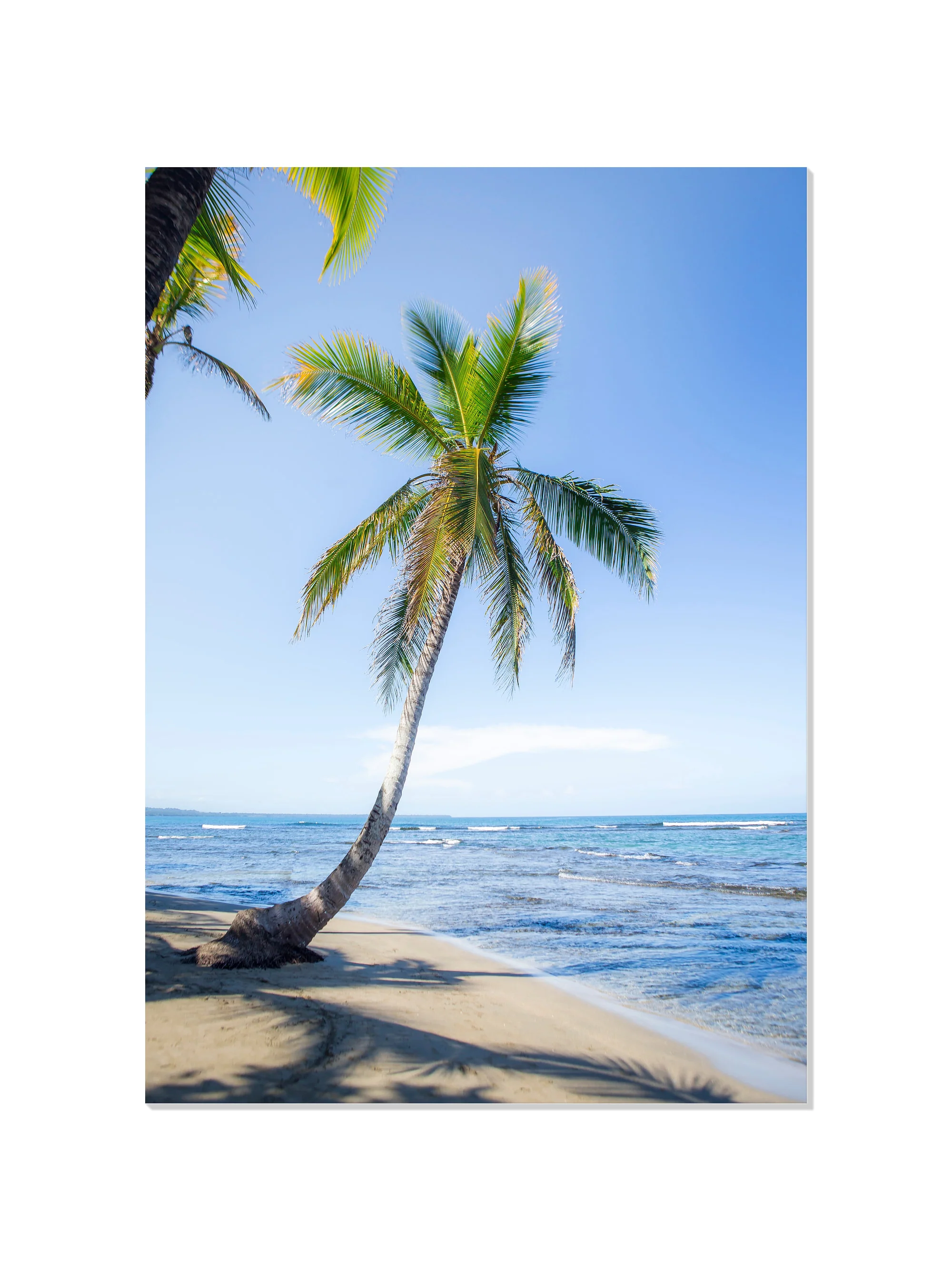 Panama Palm - Michael Green - Image 7
