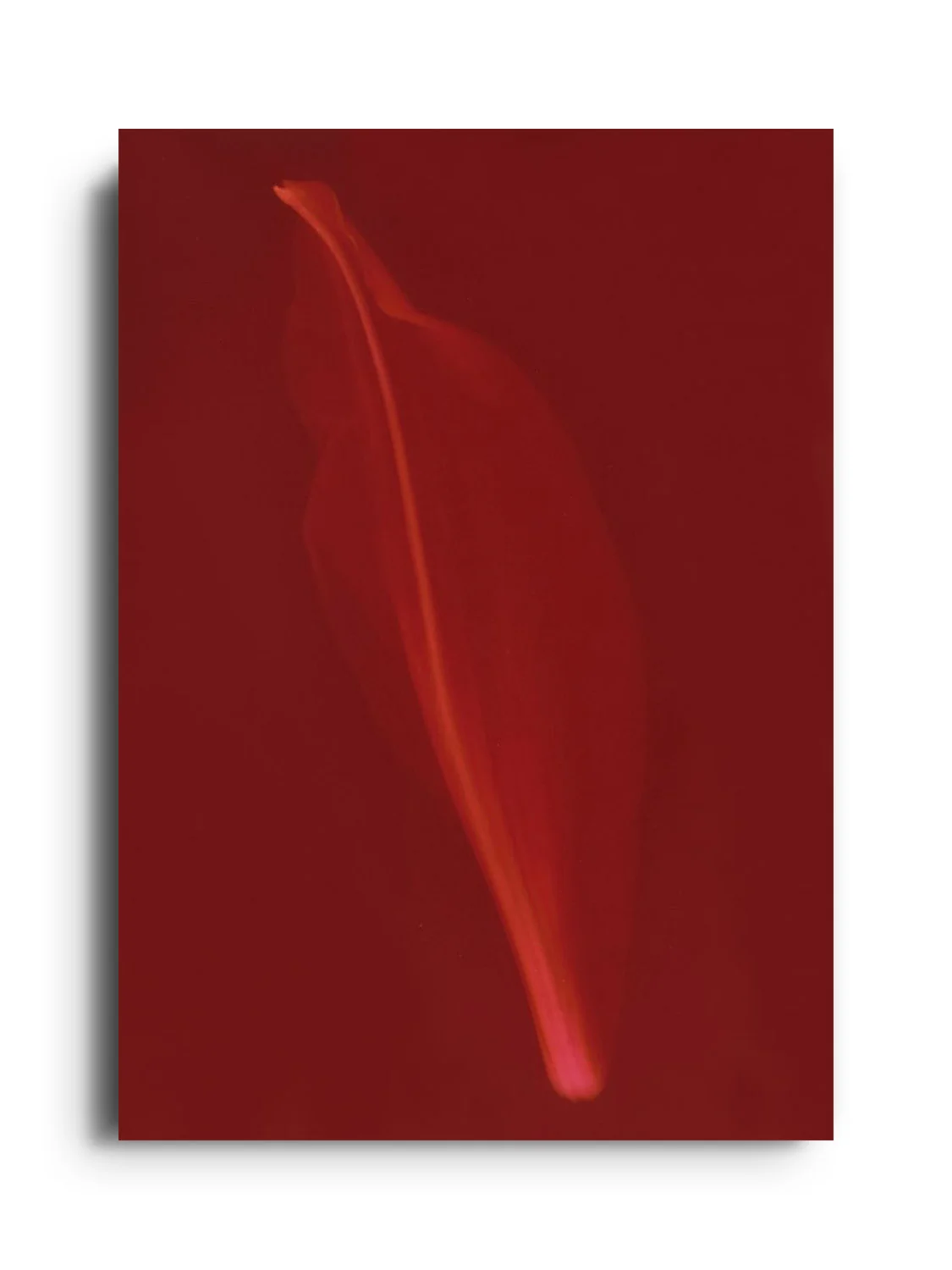 Petal - Simran Dhanu - Image 7